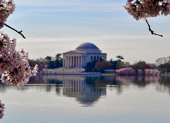 Cherry blossoms in the foreground and the Thomas Jefferson Memorial in the background across the Tidal Basin