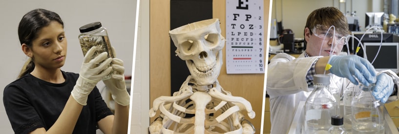 Student examining a specimen; skeleton model; student using chemistry equipment