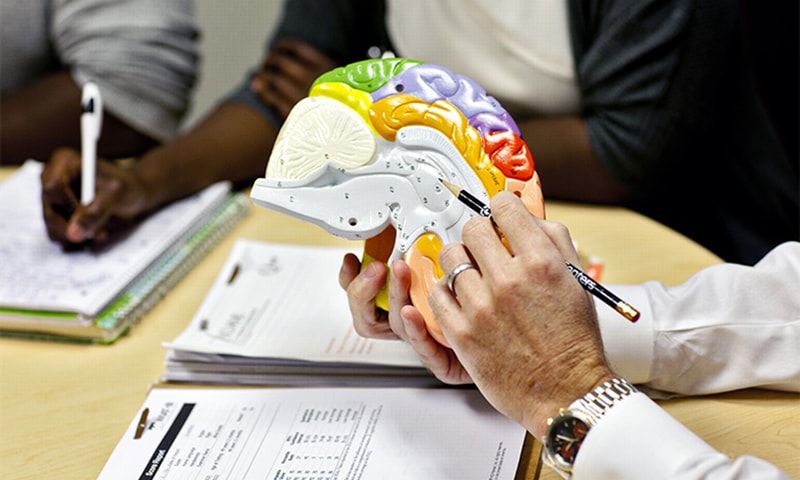 A hand with a pencil pointing to part of a brain model