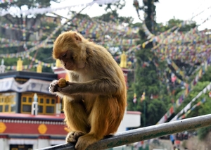 A small brown monkey sits on a railing in front of a background of Nepali flags