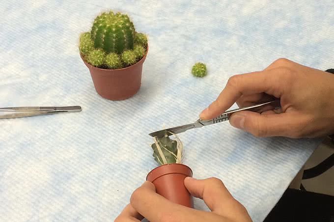 Closeup of a cactus being cut with a scalpel