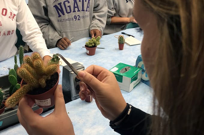 Students grafting cactus using foreceps
