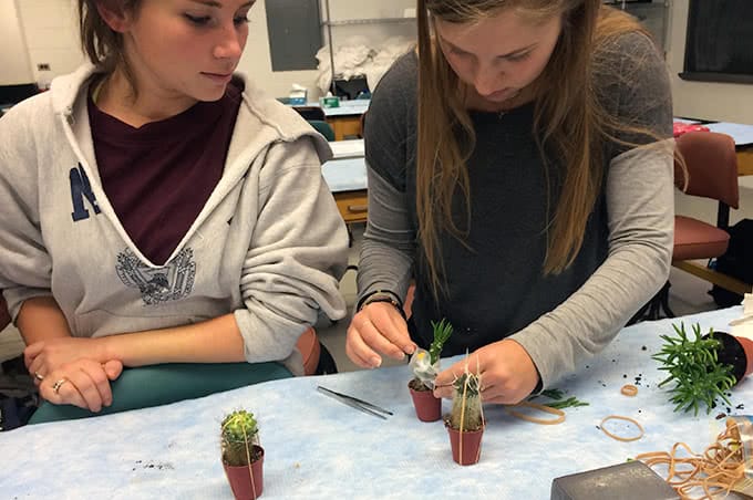 Students grafting a segment of cactus using tape