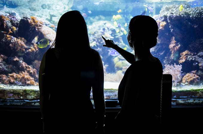 Silhouettes of two students at the National Aquarium, looking and pointing at a tank filled with fish