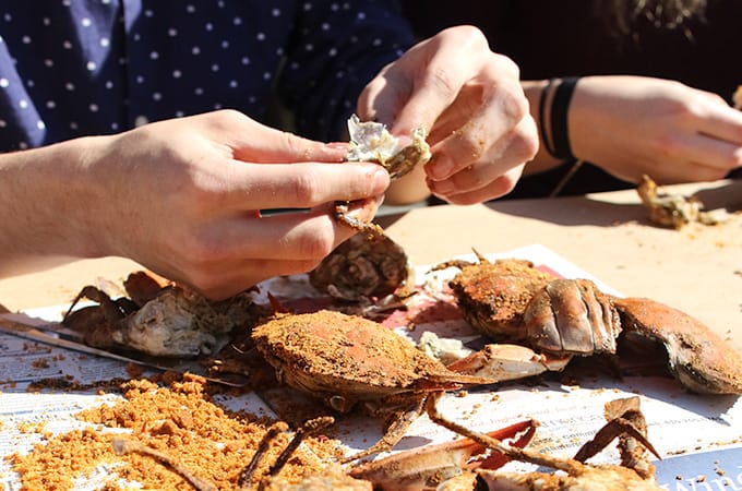 Hands holding and breaking apart cooked crabs