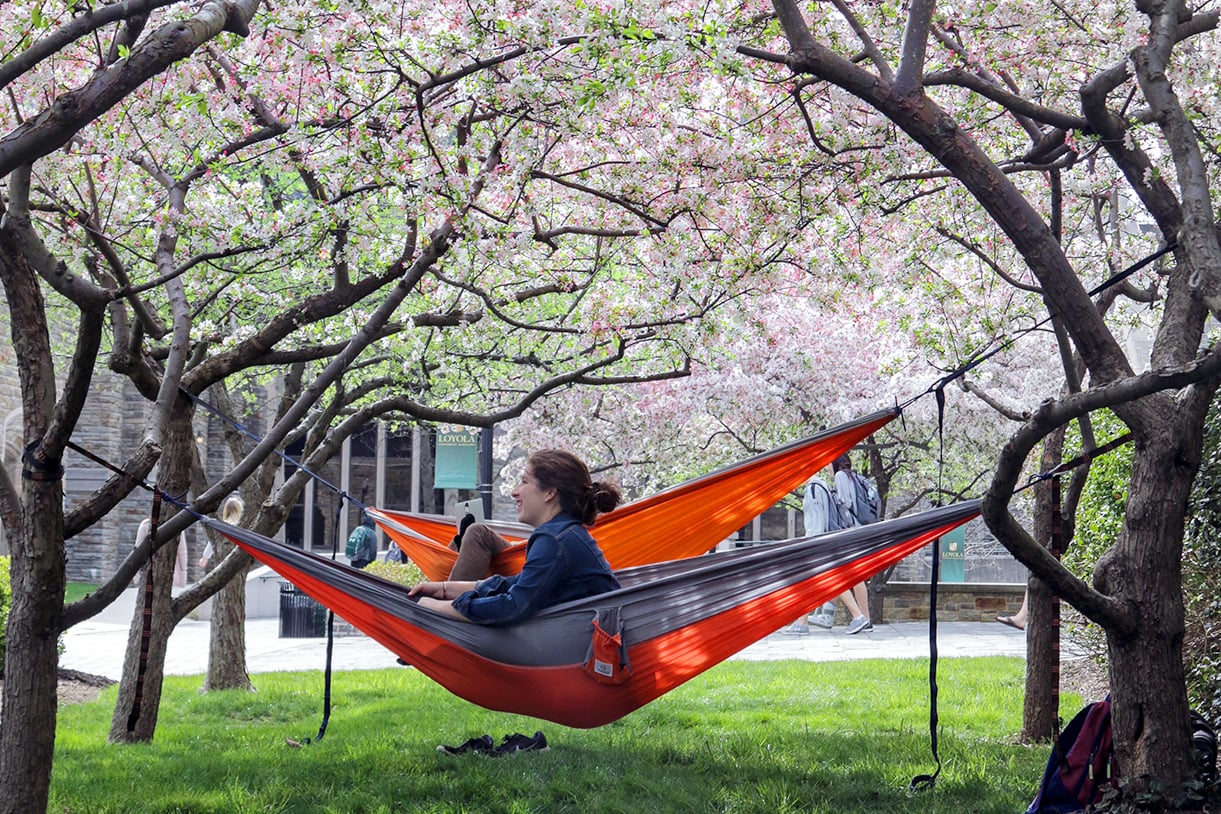 A student sits in a hammock under trees in full bloom on the quad