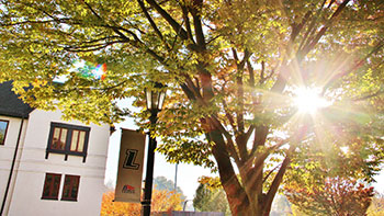 Sun peeking through the trees on campus in the fall