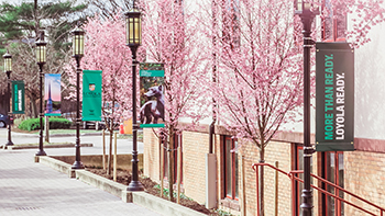 Trees blooming pink along the pathway behind Humanities