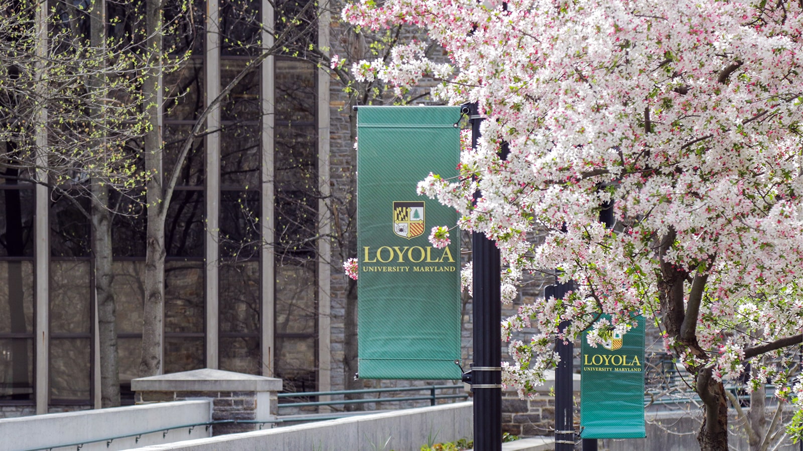 A green Loyola banner hangs off a lamp post with a tree with pink and white leaves in front of it