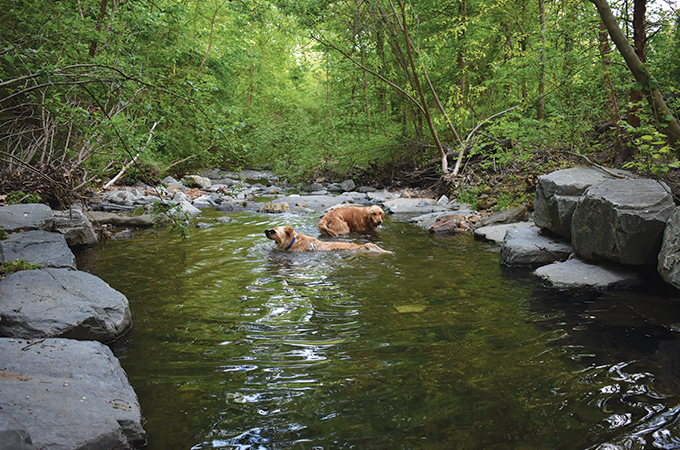 A pair of golden retrievers swim around in the river.