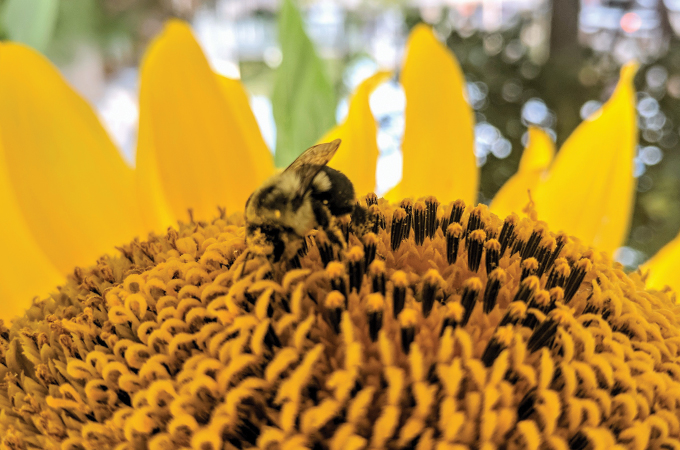 A bee rests on a sunflower at Sherwood Gardens.