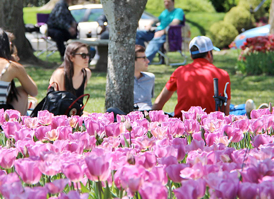 Students sitting in the grass on a spring day, with a patch of tulips in the foreground