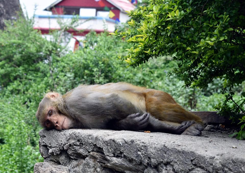 A monkey lays on a rock