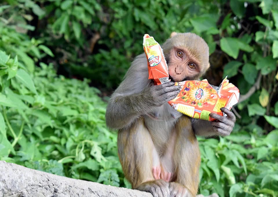 A monkey drinking from a torn-apart juice box