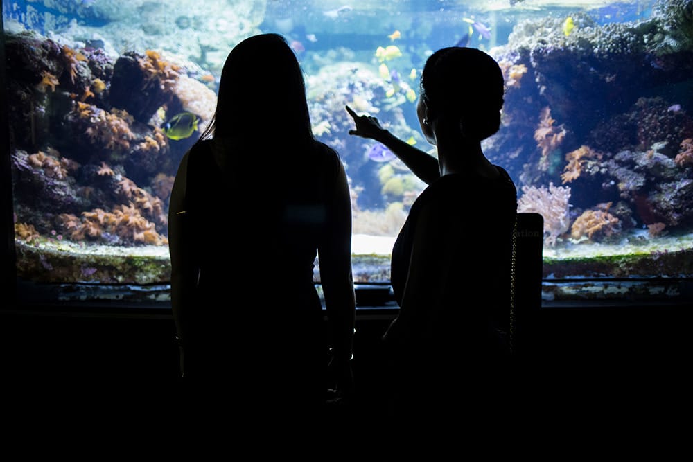 Silhouettes of two students behind a glass aquarium exhibit where fish and rocks can be seen 