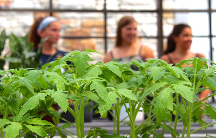 Green tomato plants in the foreground, three blurred female students in the background