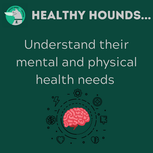 Healthy Hounds understand their mental and physical health needs