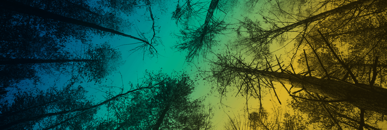 Grand Seminar banner trees